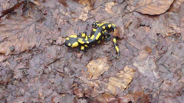 Wycieczka Bieszczady
